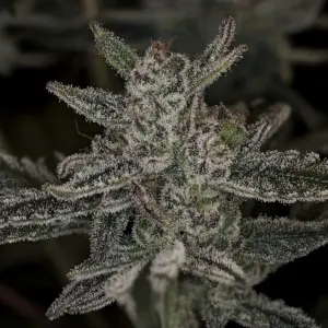 Mulberry F3 Auto (Auto Blueberry x Tyrone Stomper) 3 Feminized Autoflower Seeds