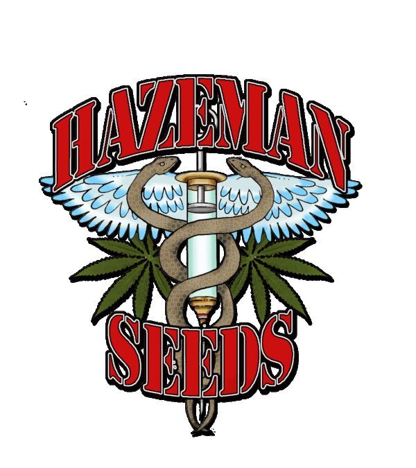 88 G-13/Hashplant BX1 (88 G-13 HashPlant x 88 G-13 HashPlant IBL) 12 Regular Seeds