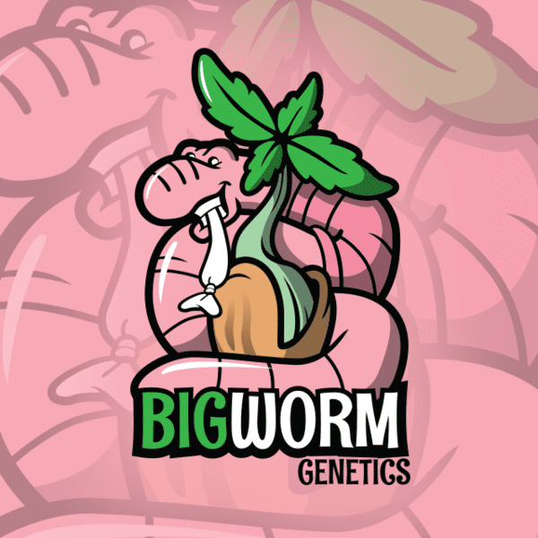 97 Blue Moonshine x Purple Northern Lights #5 F3 12 Regular Seeds