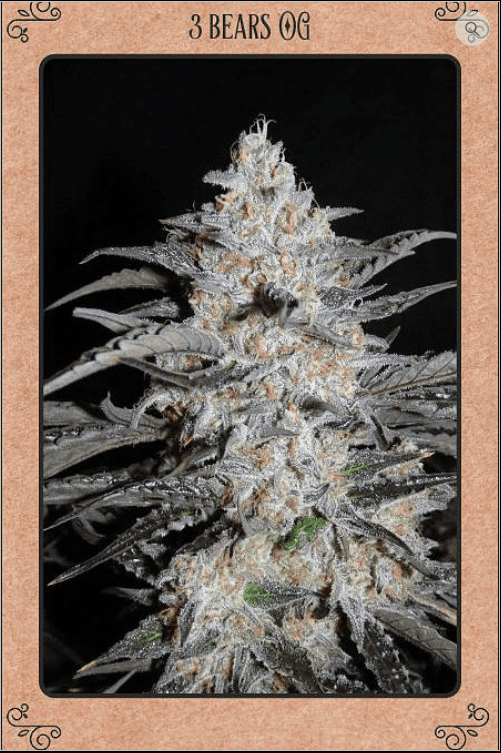 3 Bears OG Auto 7 Feminized Seeds