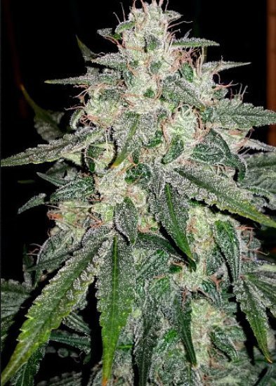 4 Assed Monkey F4 (Gorilla Glue #4 x Grape Crinkle F3) Auto 7 Feminized Seeds