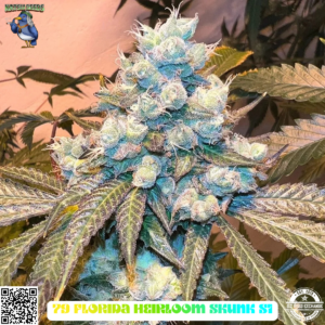 79 Florida Heirloom Skunk S1 6 Feminized Seeds