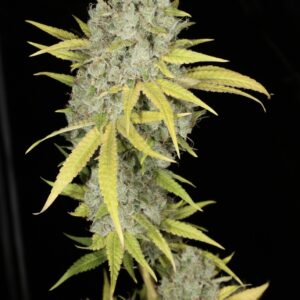 Sour Kernel F1 (Sour Diesel x Kernel PuTang) 7 Feminized Seeds