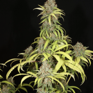Sour Pupil F1 7 Feminized Seeds